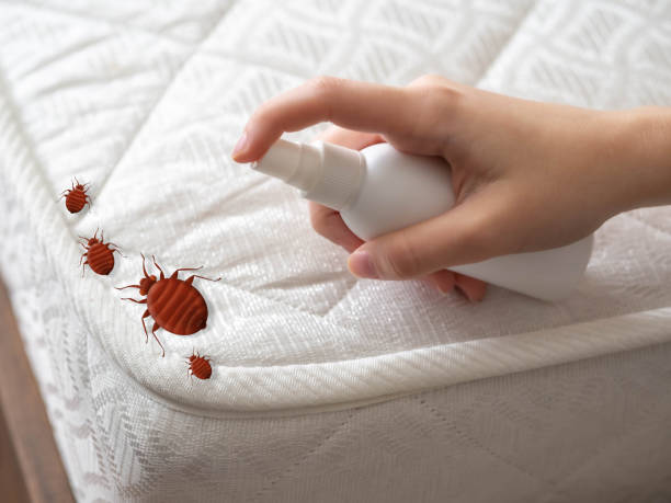 Best Pest Control Near Me  in Bromley, KY